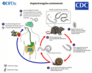 Slugs genetically accurate cats — Midnight (Eurasian badger)