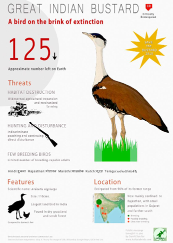 GREAT INDIAN BUSTARD Lukmaan IAS Current Affairs great-indian-bustard-lukmaan-ias-current-affairs