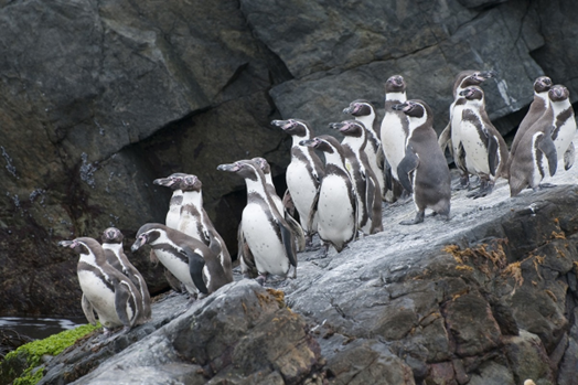 THREATS TO HUMBOLDT PENGUINS - Lukmaan IAS Current Affairs